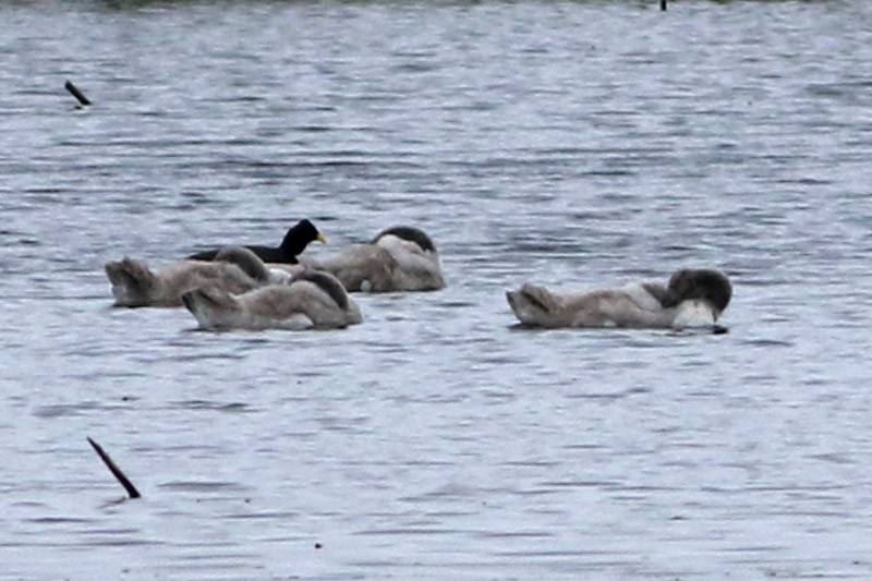 Black-necked Swan - ML70456181