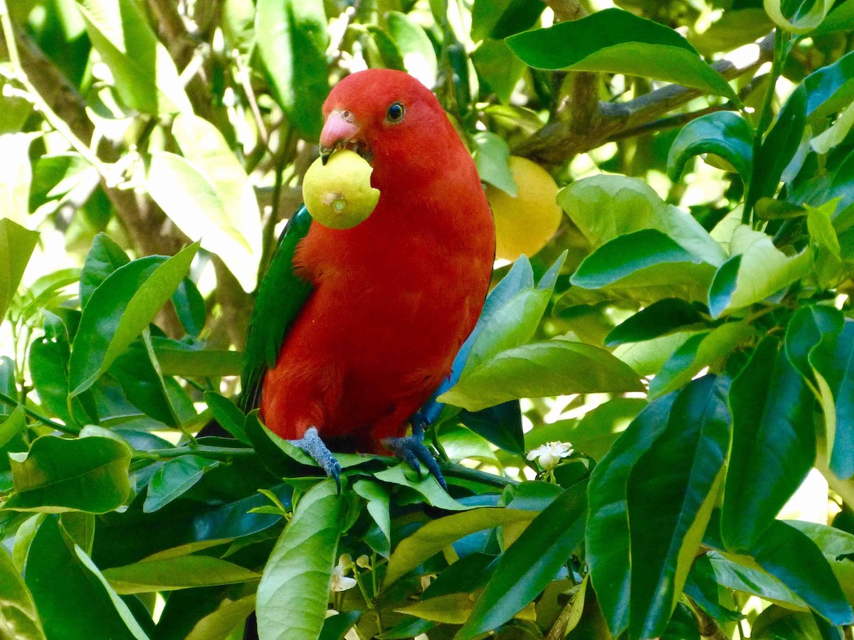 Australian King-Parrot - David Vickers
