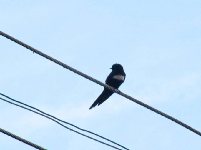 White-banded Swallow - ML704583