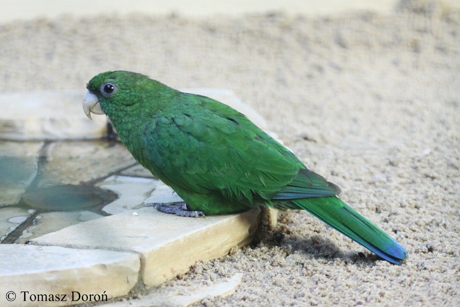 Blue-bellied Parrot - Tomasz Doroń