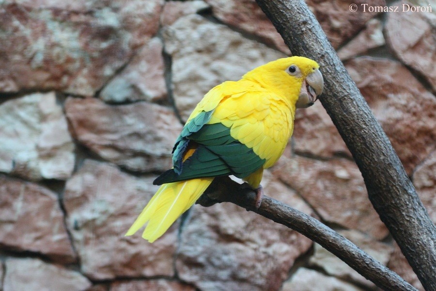 Golden Parakeet - Tomasz Doroń