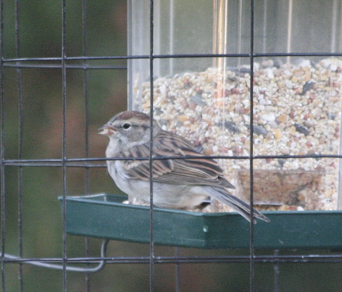 Chipping Sparrow - ML70459301
