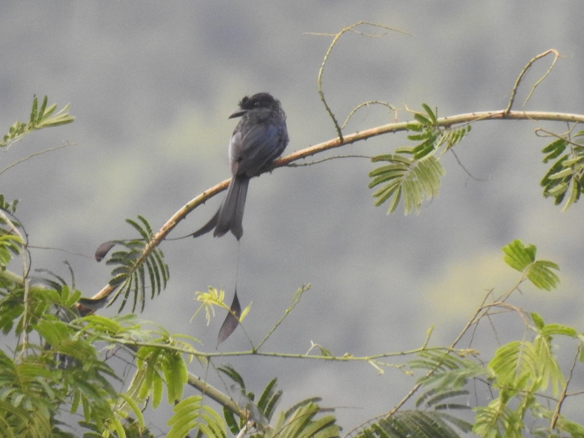 Greater Racket-tailed Drongo - Troy Case