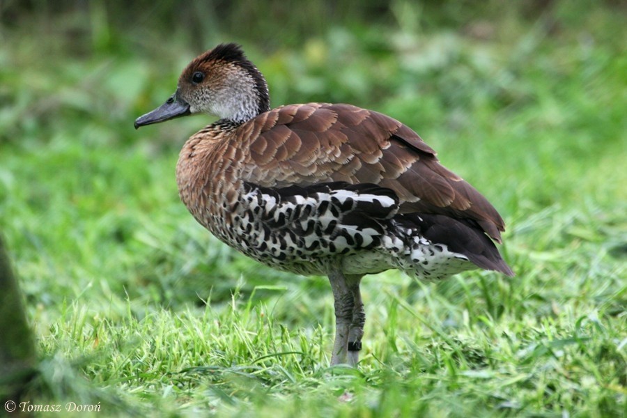 West Indian Whistling-Duck - Tomasz Doroń