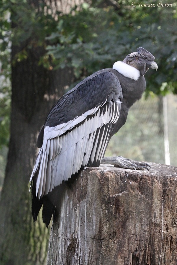Andean Condor - Tomasz Doroń
