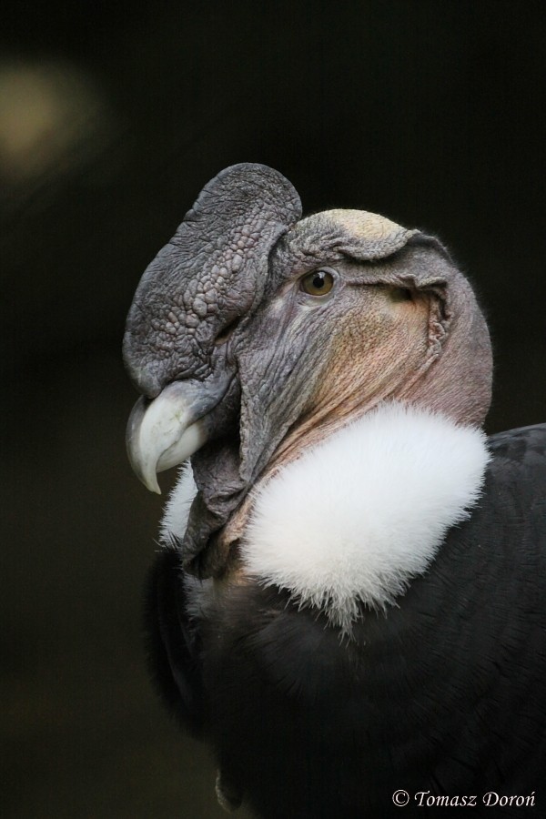 Andean Condor - Tomasz Doroń
