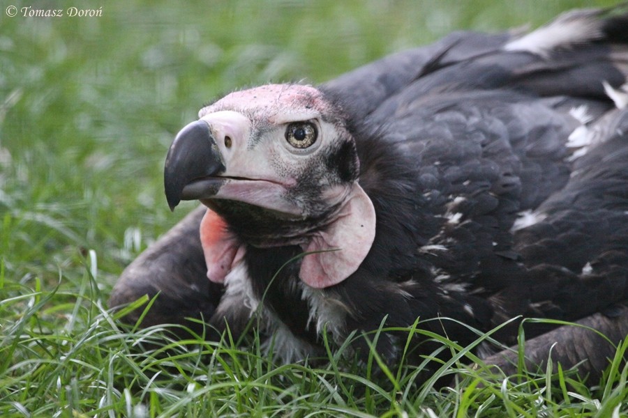 Red-headed Vulture - Tomasz Doroń