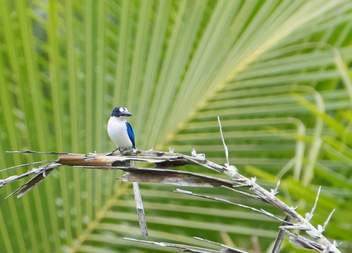 Blue-and-white Kingfisher - ML70464981