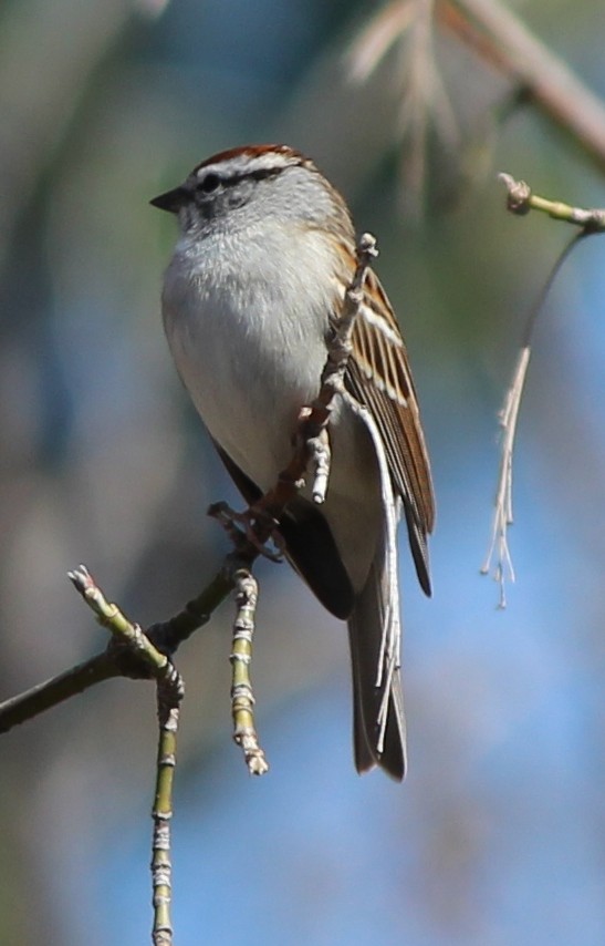 Chipping Sparrow - ML70466271