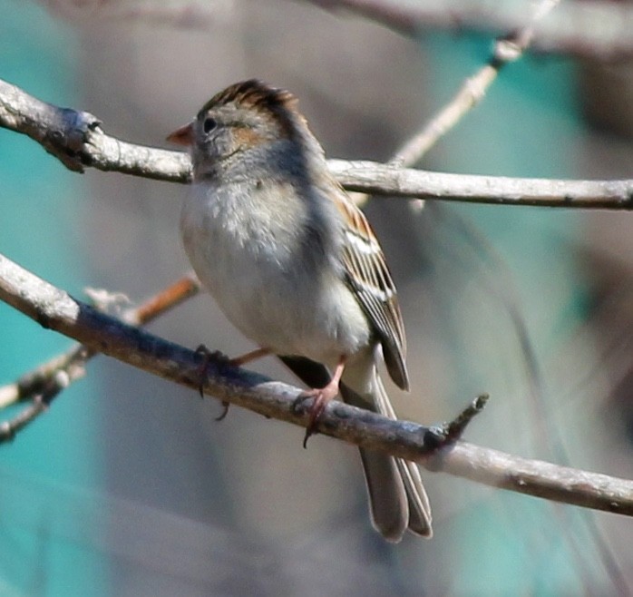 Field Sparrow - ML70466281