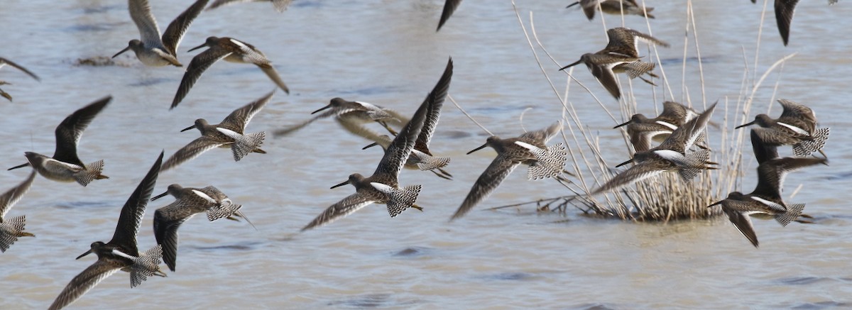 Long-billed Dowitcher - Debby Parker