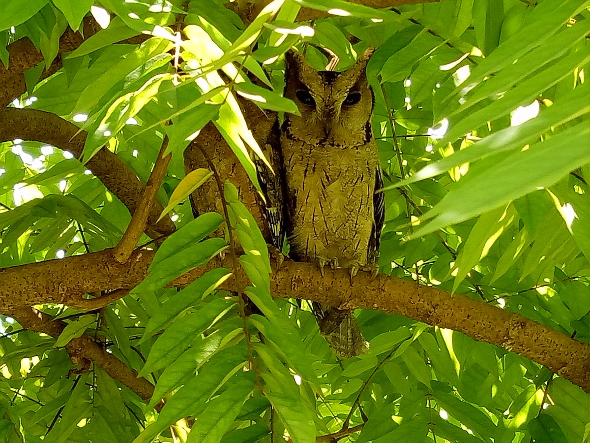 Indian Scops-Owl - PRASANTH S