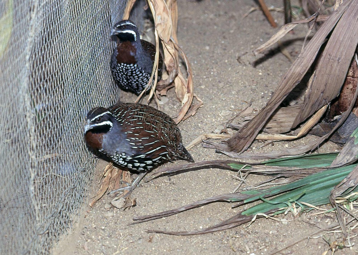 Madagascar Partridge - Josep del Hoyo