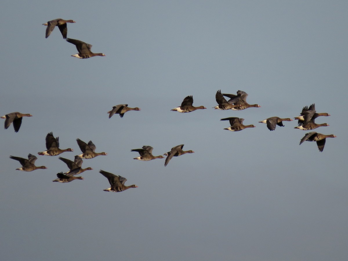 Greater White-fronted Goose - ML70469831