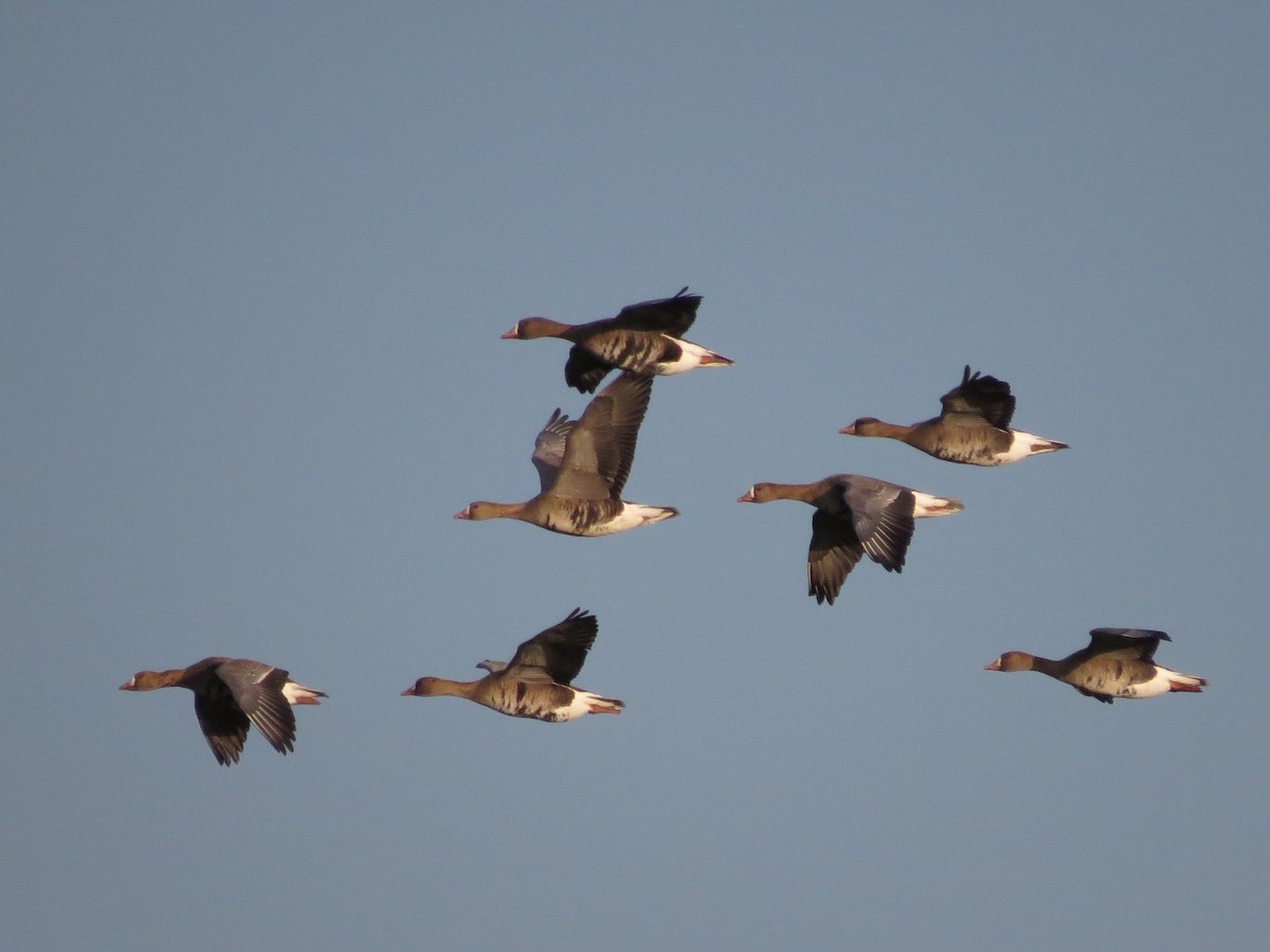 Greater White-fronted Goose - ML70469941