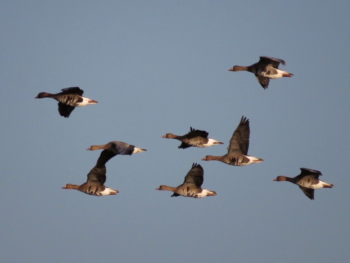 Greater White-fronted Goose - ML70470091