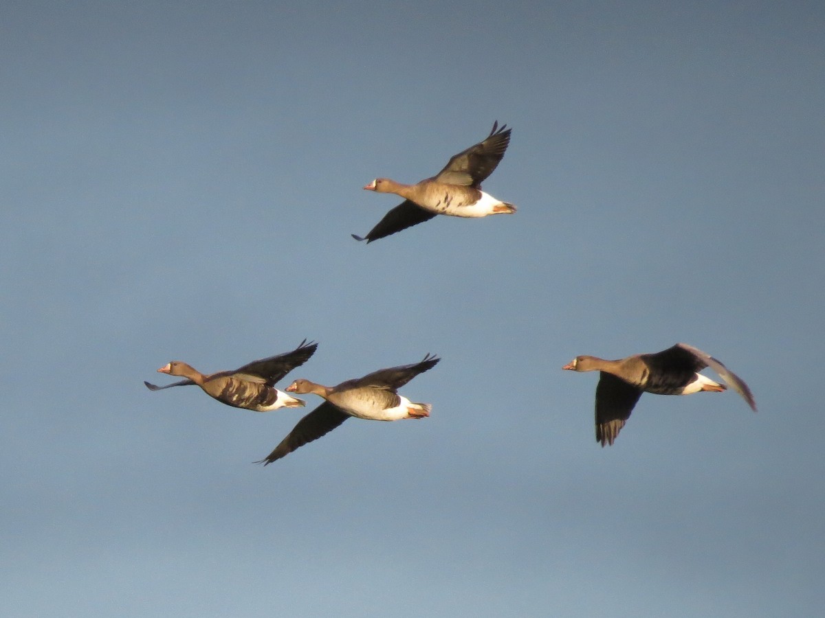 Greater White-fronted Goose - ML70470151