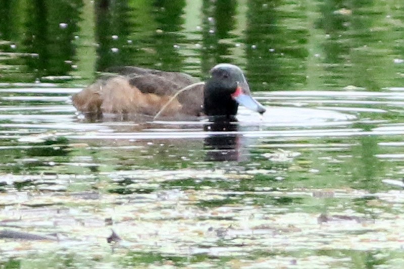 Black-headed Duck - ML70470741
