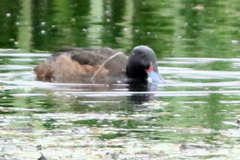 Black-headed Duck - ML70470751