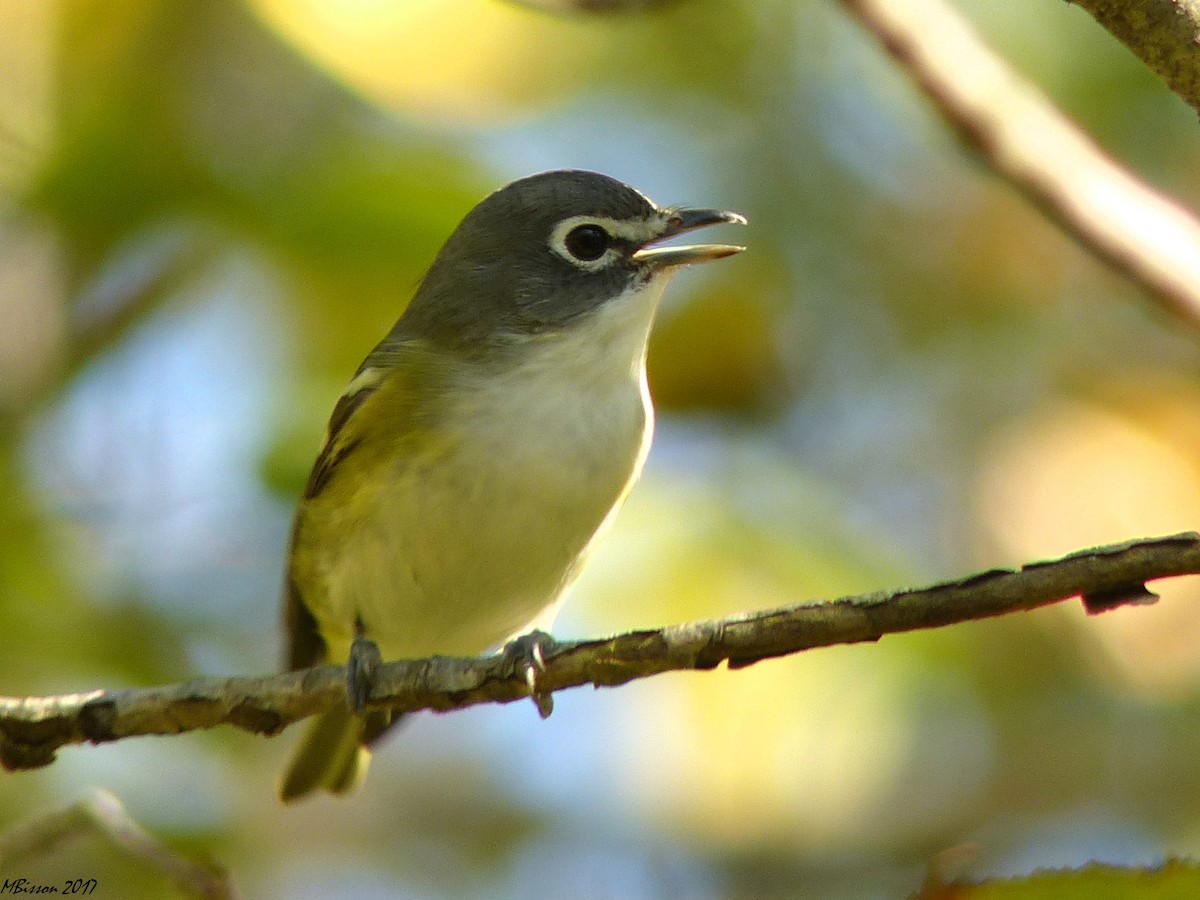 Blue-headed Vireo - Micheline Bisson
