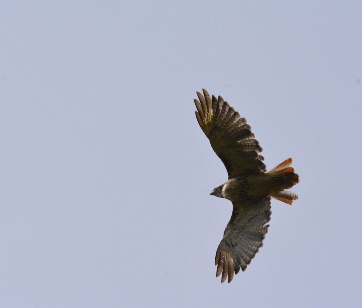 Red-tailed Hawk - ML70472761