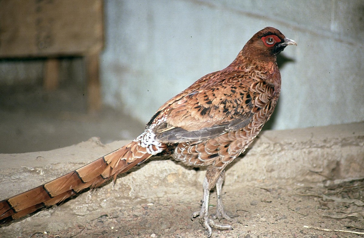 Copper Pheasant - Josep del Hoyo