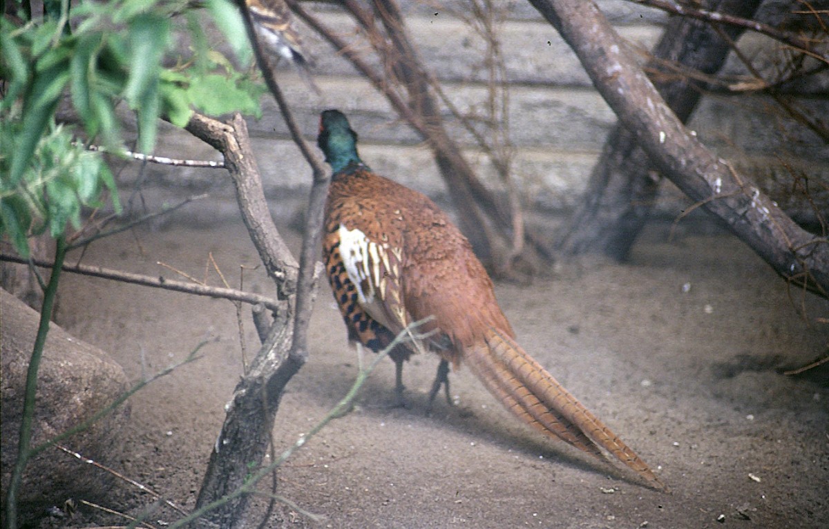 Ring-necked Pheasant - Josep del Hoyo