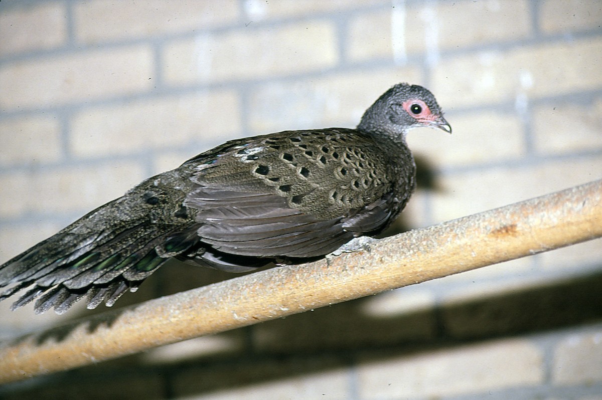 Germain's Peacock-Pheasant - Josep del Hoyo