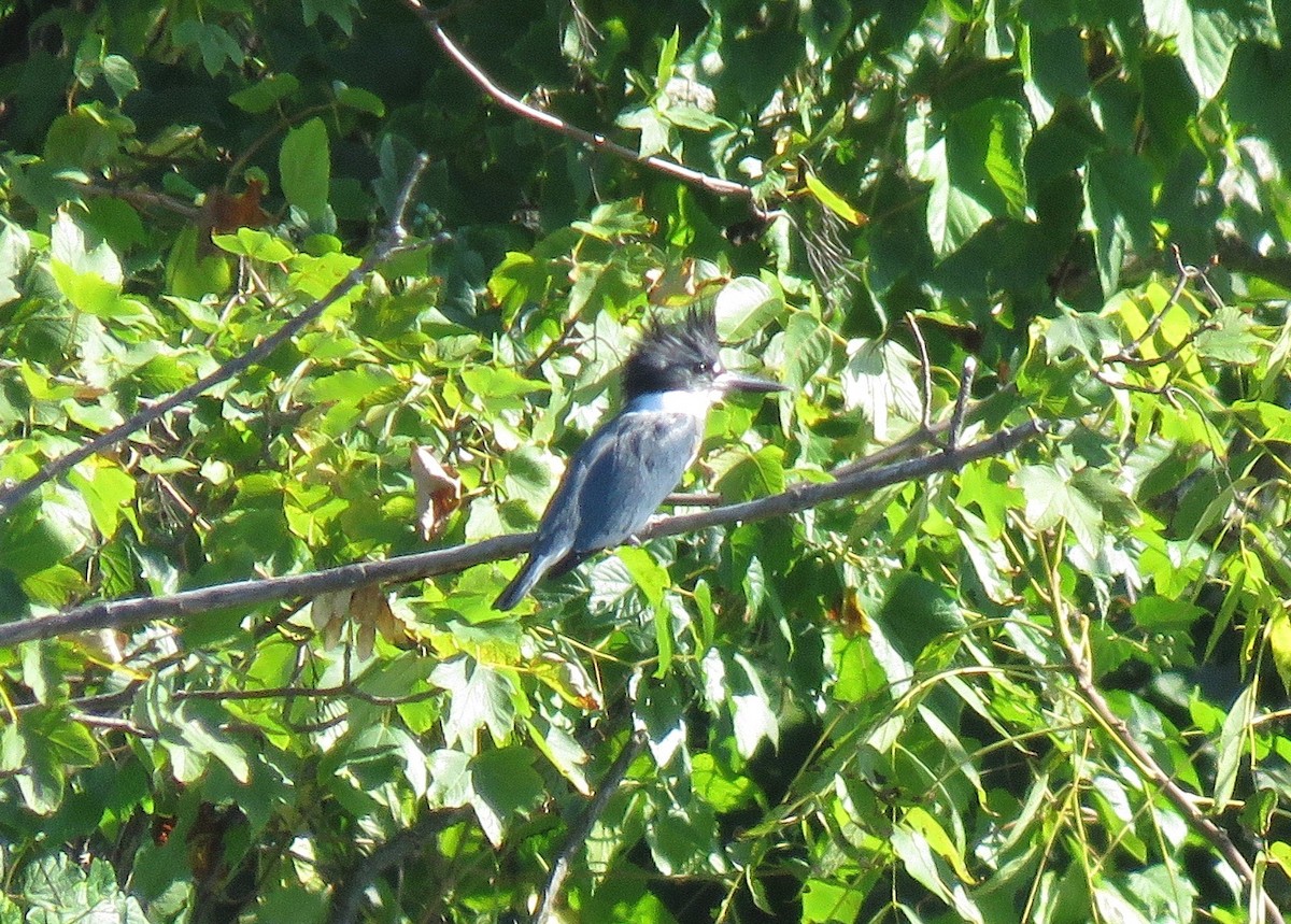 Belted Kingfisher - ML70477381