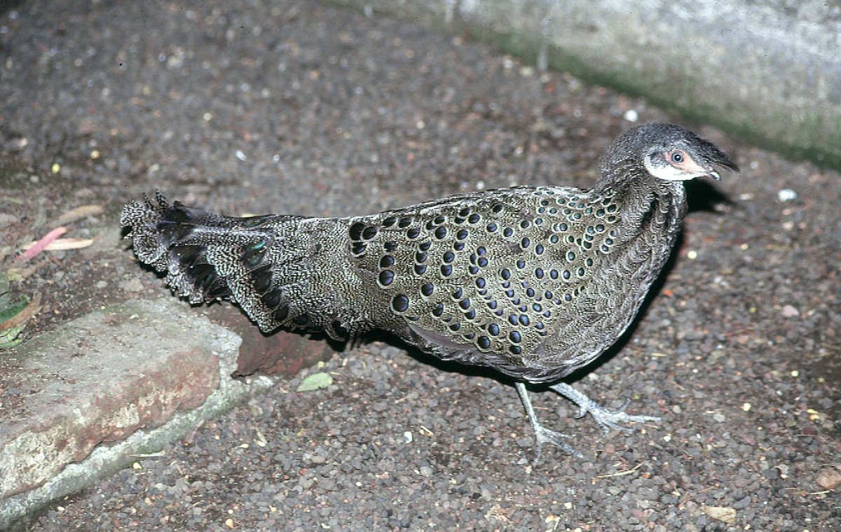 Malayan Peacock-Pheasant - Josep del Hoyo