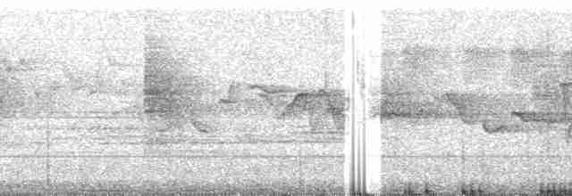 Суматранская китта - ML70478