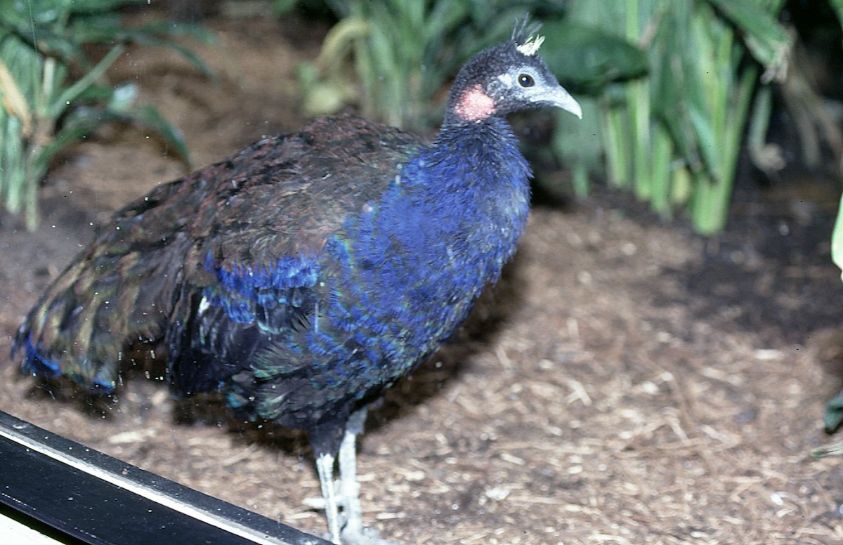 Congo Peacock - Josep del Hoyo