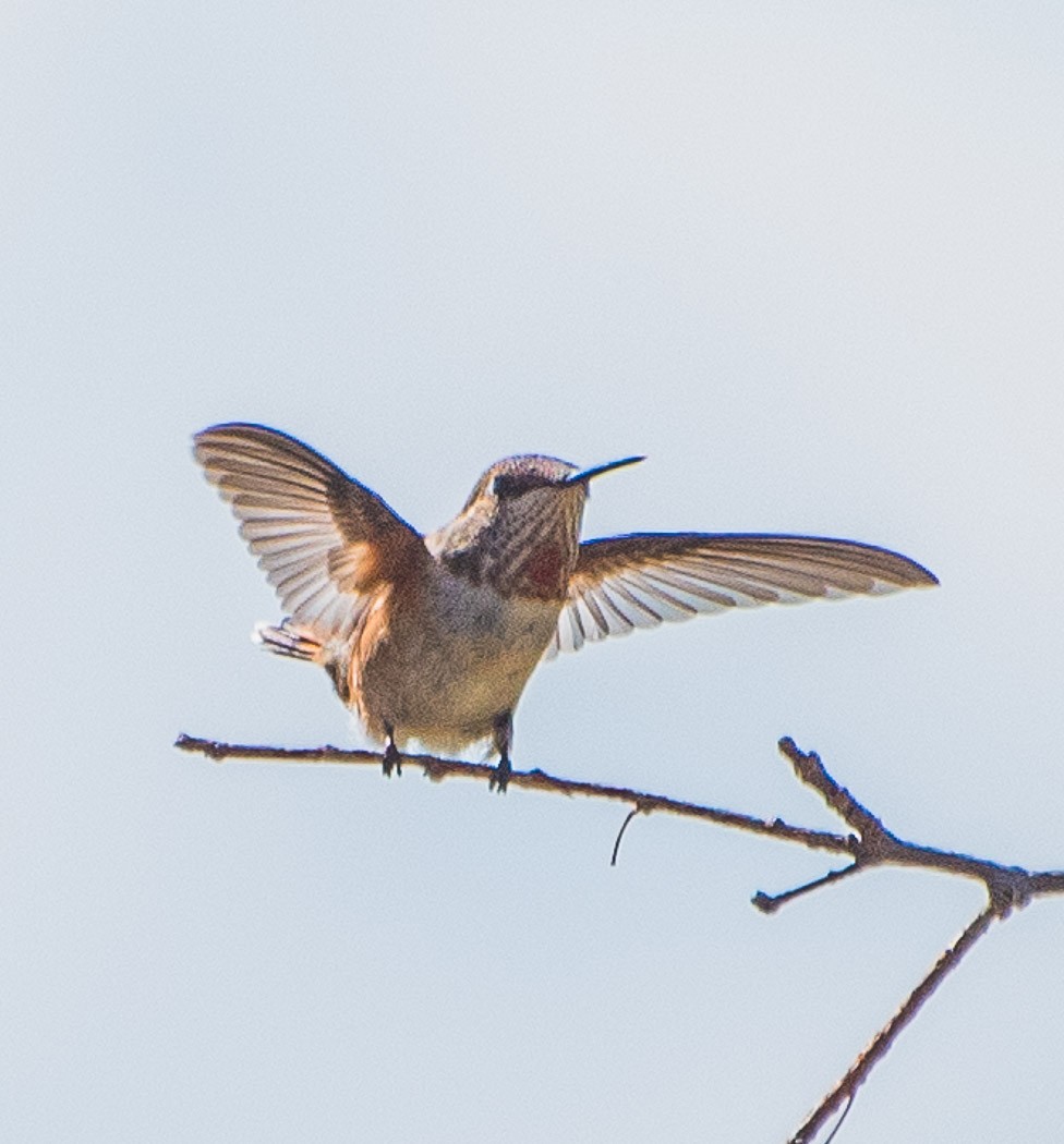 Rufous Hummingbird - Libby Burtner
