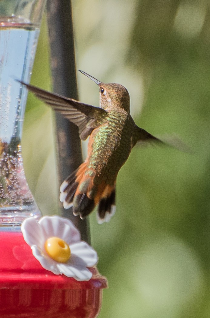 Rufous Hummingbird - ML70479071