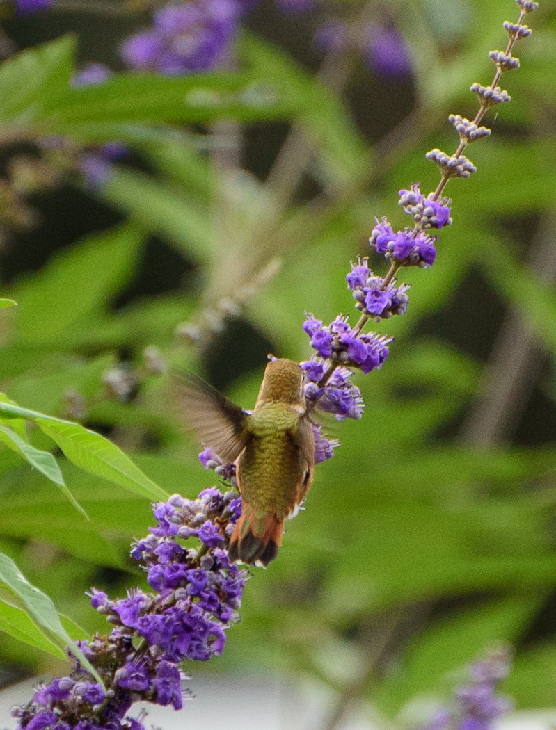 Rufous Hummingbird - ML70479081
