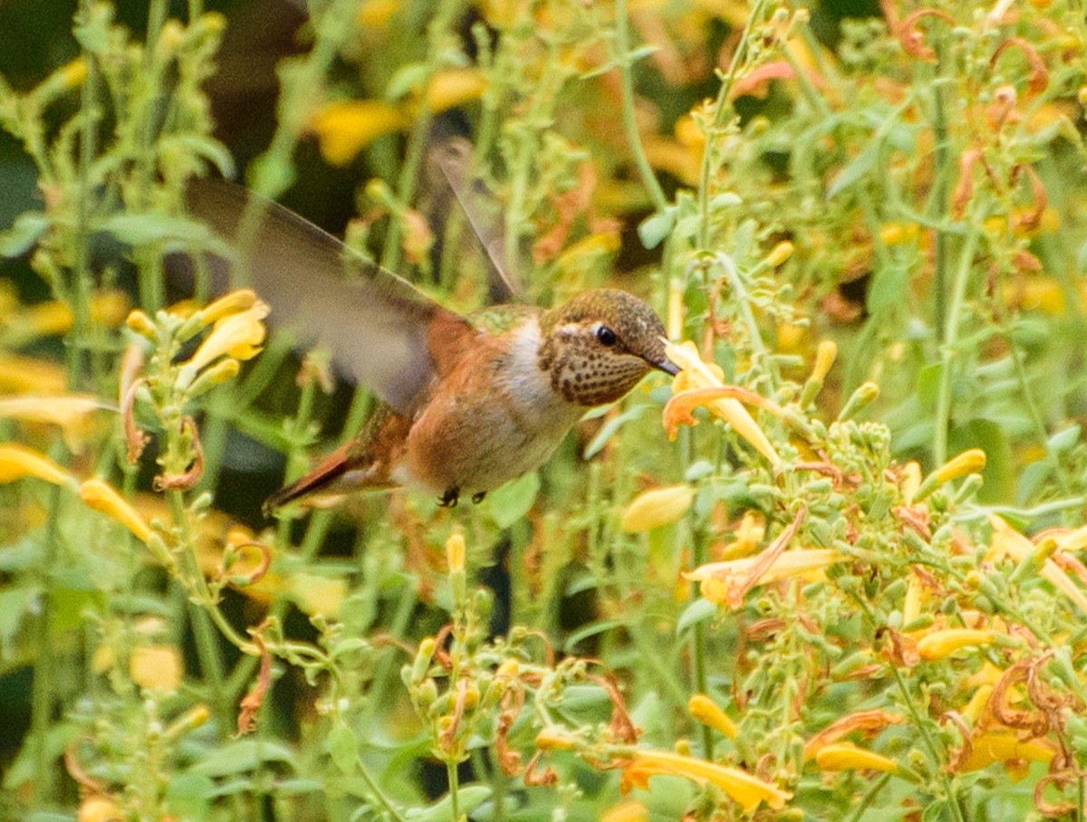 Rufous Hummingbird - ML70479101
