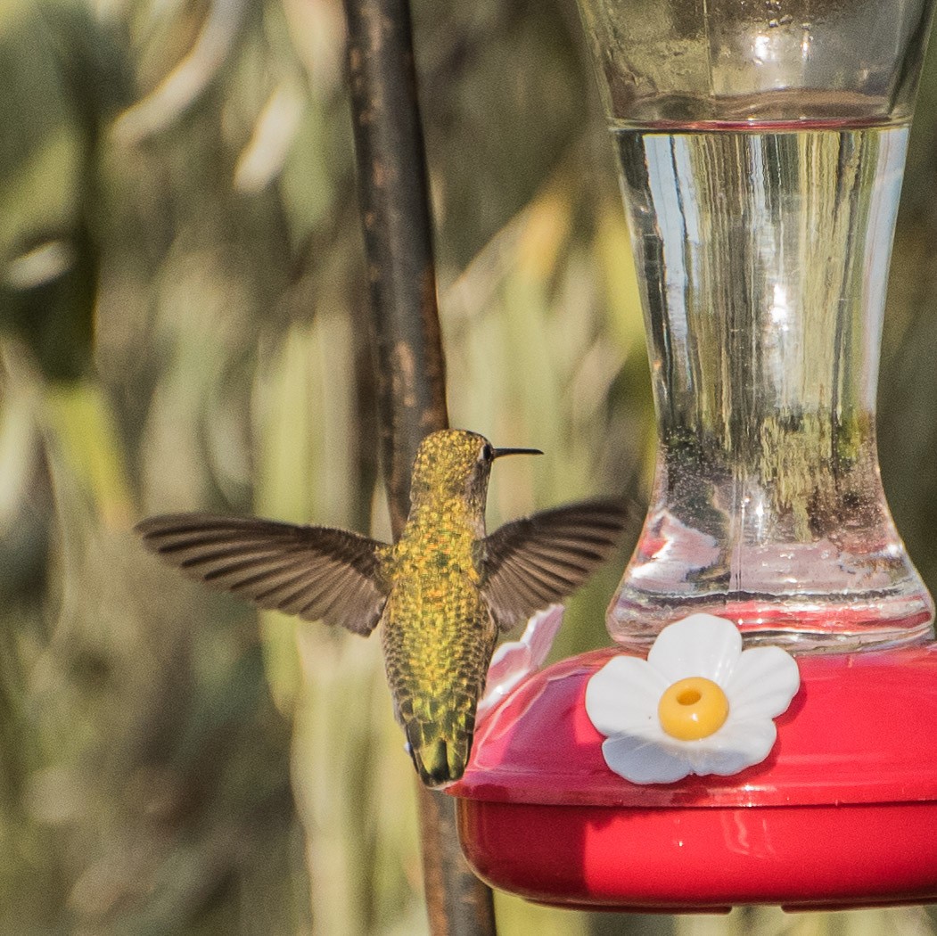 Anna's Hummingbird - ML70479321