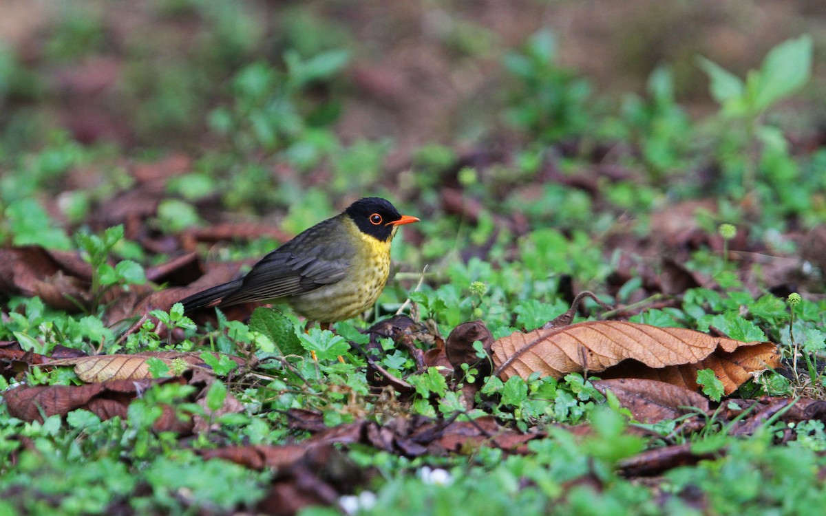 Yellow-throated Nightingale-Thrush - ML70482741