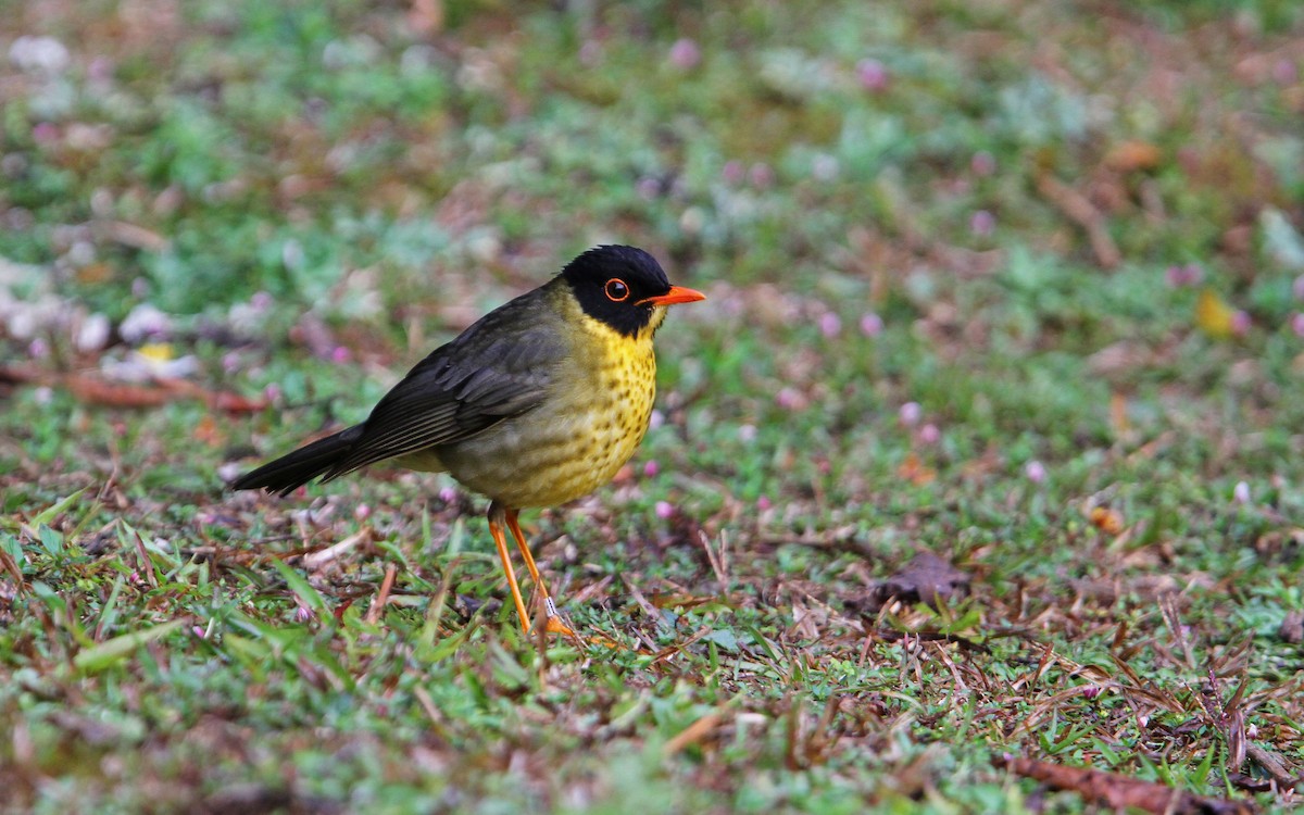 Yellow-throated Nightingale-Thrush - ML70482751