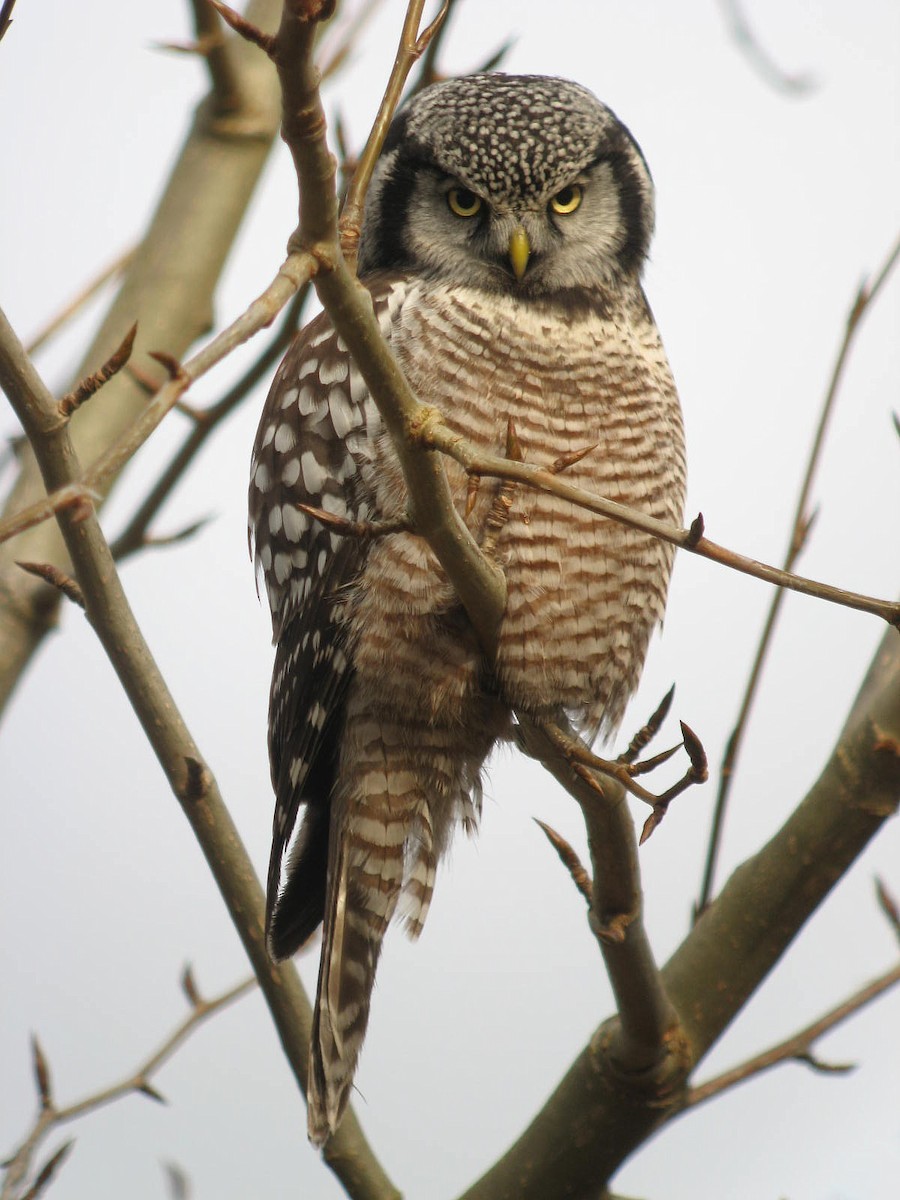 Northern Hawk Owl - Ilya Povalyaev