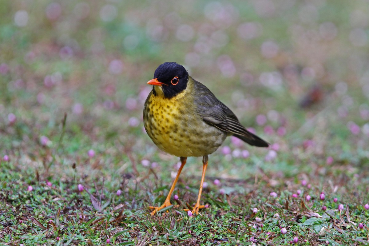 Yellow-throated Nightingale-Thrush - Christoph Moning