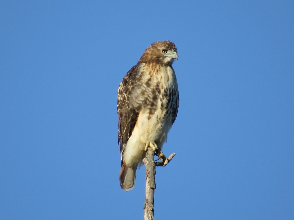 Red-tailed Hawk - ML70484931