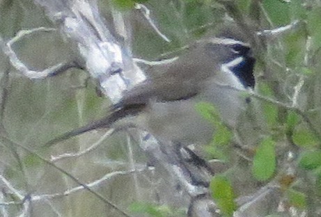 Black-throated Sparrow - Gwen Lanning