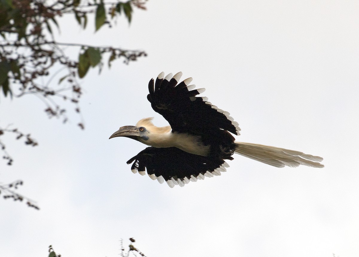 White-crowned Hornbill - ML70486891