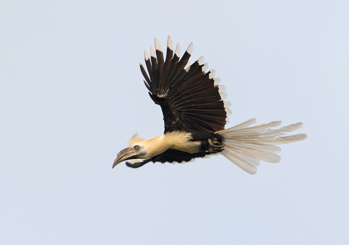 White-crowned Hornbill - Sam Woods
