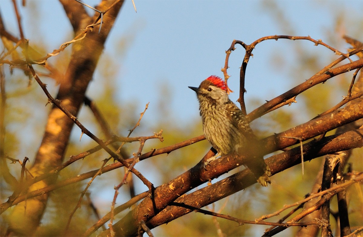 Cardinal Woodpecker - ML70489021