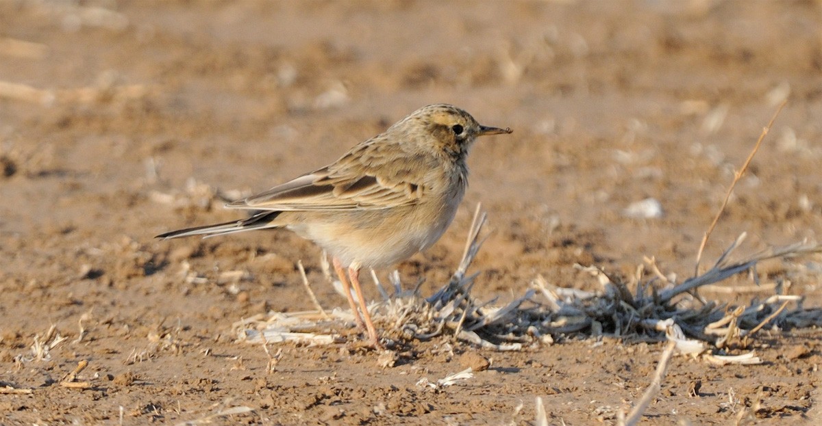 African Pipit - ML70489171