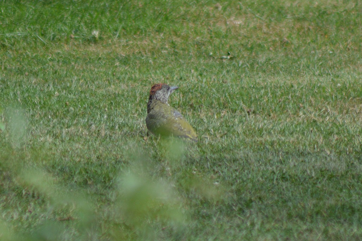 Eurasian Green Woodpecker - ML70489351