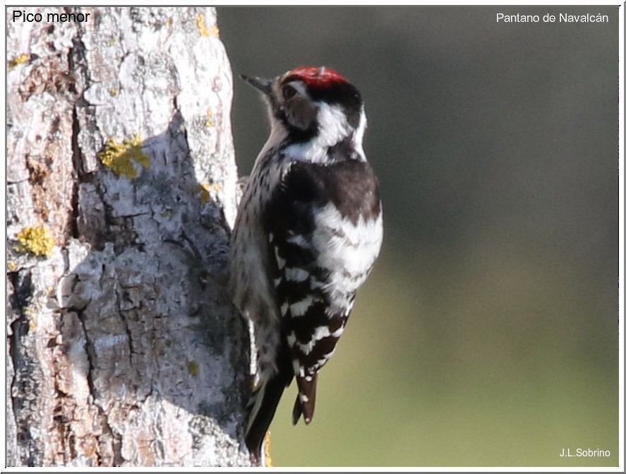 Lesser Spotted Woodpecker - José Luis Sobrino González