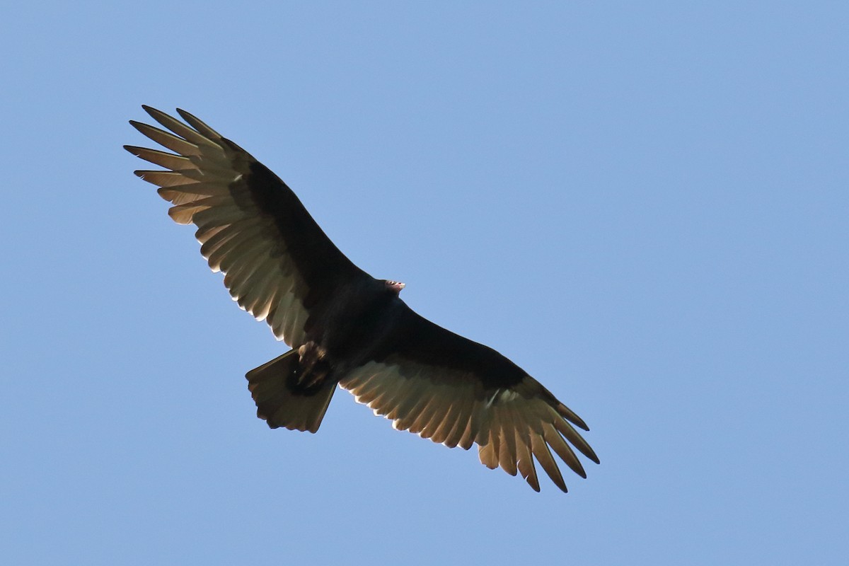 Turkey Vulture - ML70490581